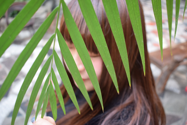 leaf-no-person-nature-tropical-flora 图片素材
