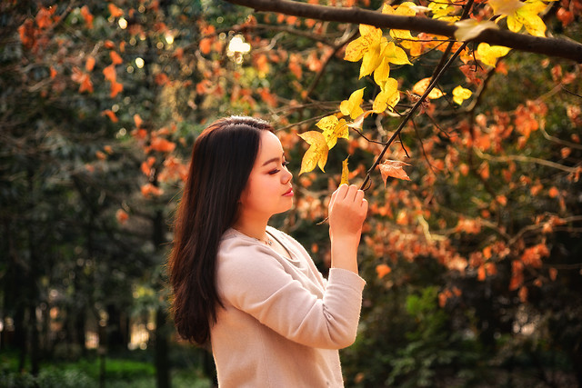 fall-nature-outdoors-leaf-park picture material