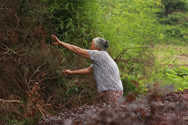 grass-tree-leaf-chaolu-nature picture material