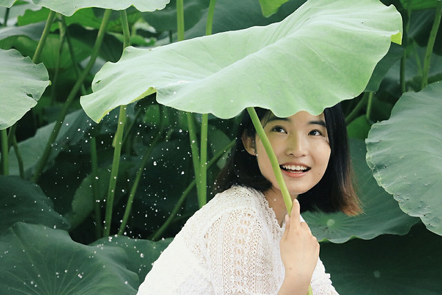 nature-tropical-water-summer-leaf picture material