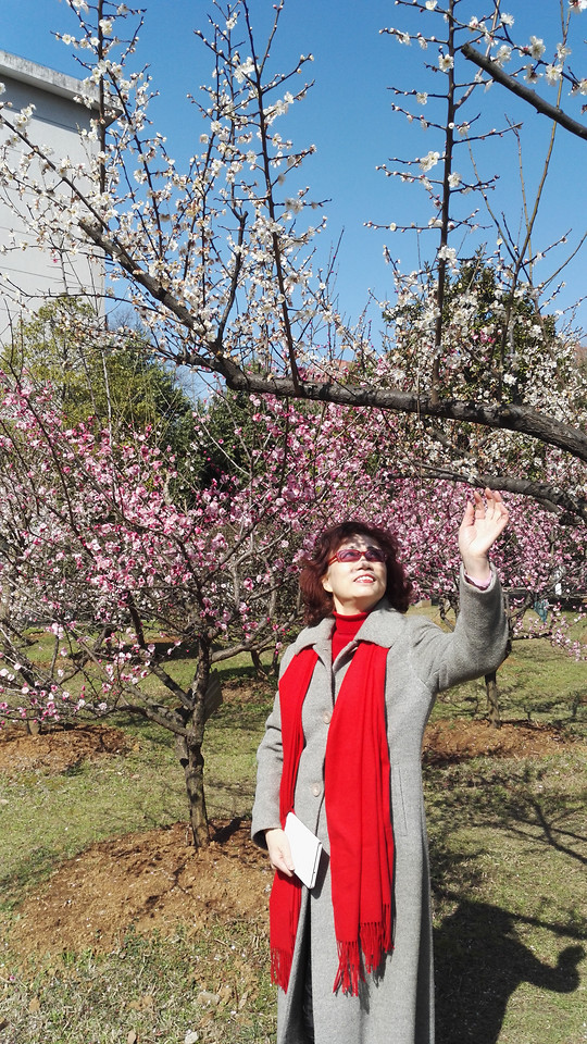 tree-flower-people-plant-outdoors 图片素材