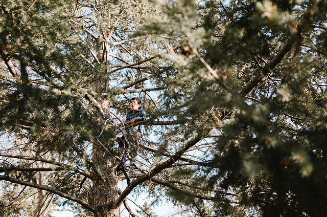 tree-nature-landscape-no-person-branch 图片素材