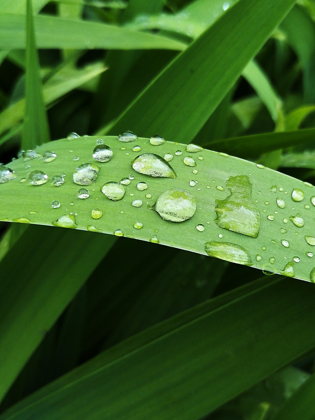 leaf-flora-rain-dew-growth 图片素材