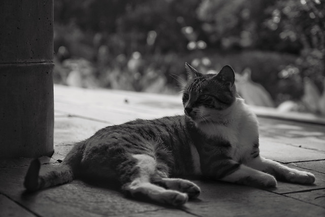 monochrome-cat-portrait-street-one picture material