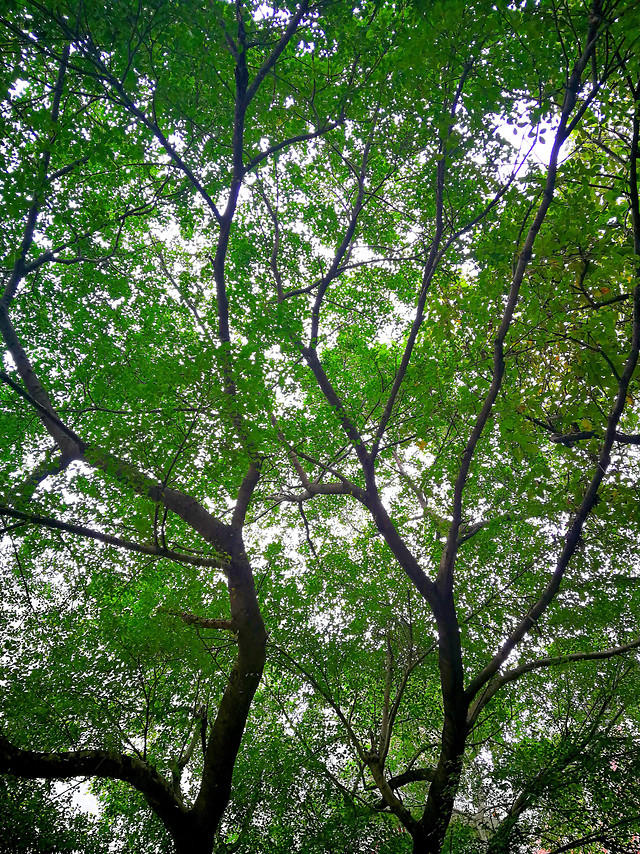 大树参天 图片素材