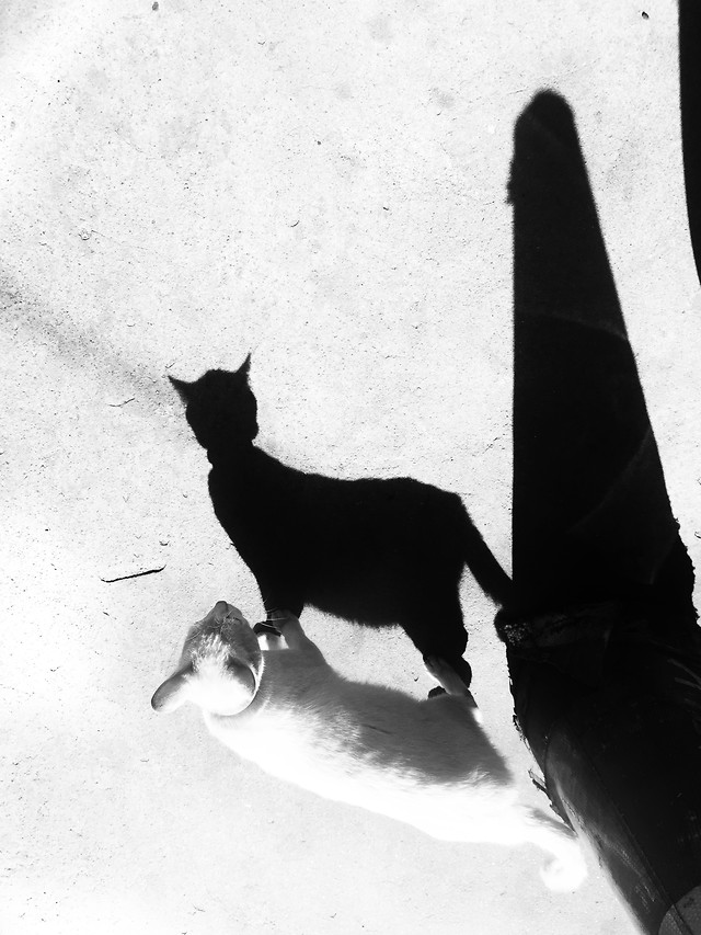 cat-monochrome-snow-shadow-one 图片素材