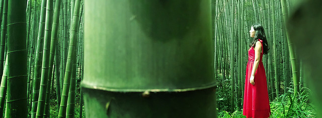 no-person-green-old-leaf-nature 图片素材