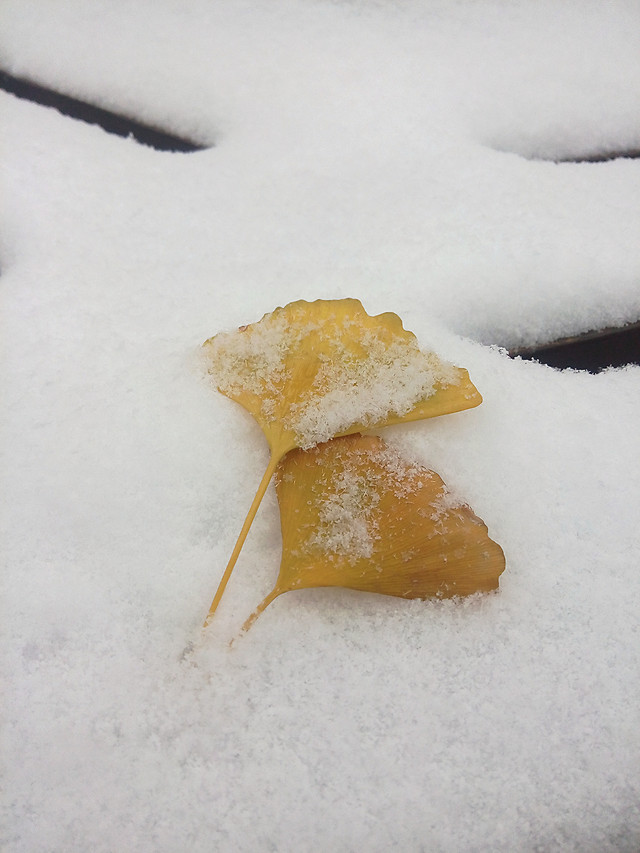 snow-winter-no-person-food-cold 图片素材