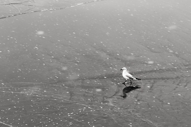 seagull picture material