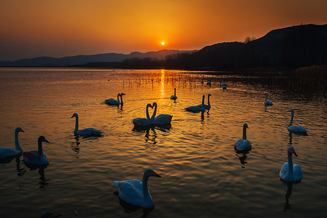 夕照天鹅湖 picture material