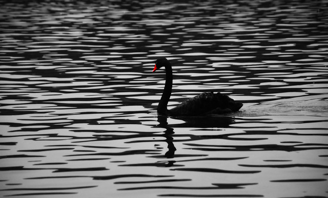 water-lake-reflection-bird-river picture material