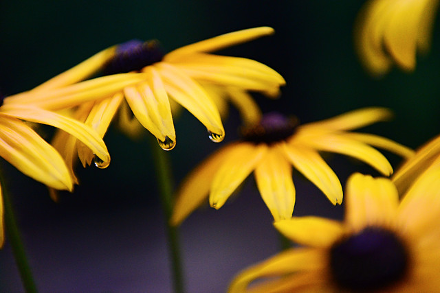 no-person-flower-nature-summer-yellow 图片素材