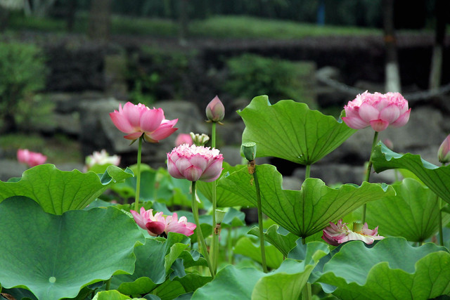 毓秀湖之荷花 图片素材