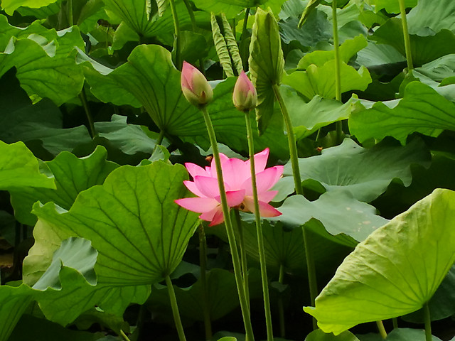 leaf-flora-nature-flower-summer picture material