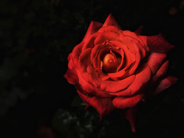rose-flower-love-no-person-petal 图片素材