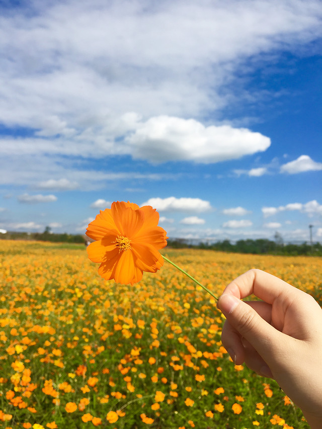 nature-field-summer-outdoors-flower 图片素材