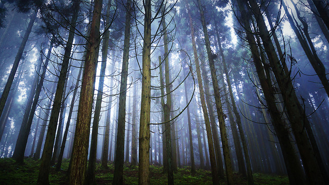 wood-tree-dawn-landscape-mist 图片素材