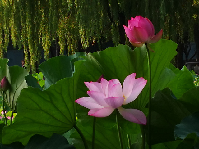 pool-lotus-flower-leaf-lily picture material