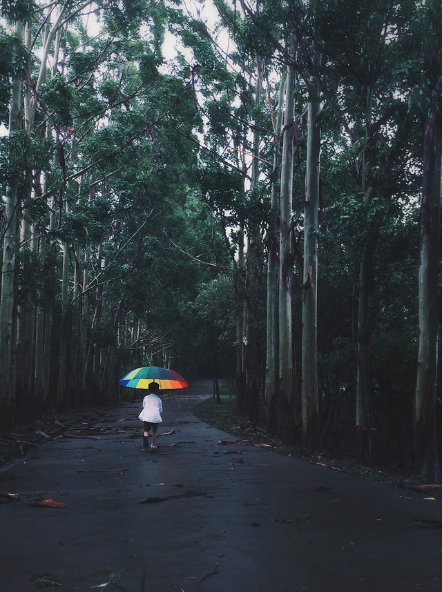 rain-tree-road-landscape-wood picture material