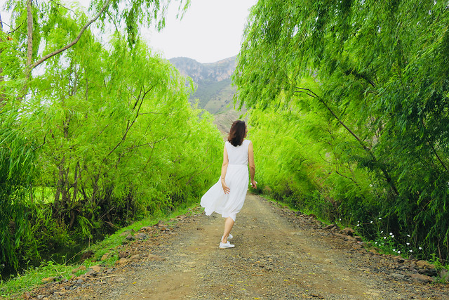 nature-wood-green-grass-summer 图片素材