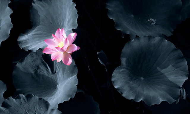 flower-white-plant-no-person-color picture material