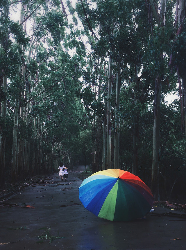 rain-umbrella-no-person-tree-landscape picture material