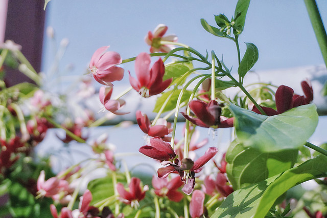 nature-leaf-flora-flower-growth 图片素材