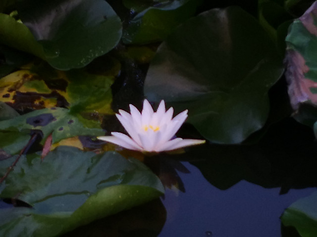 pool-flower-lily-lotus-leaf picture material