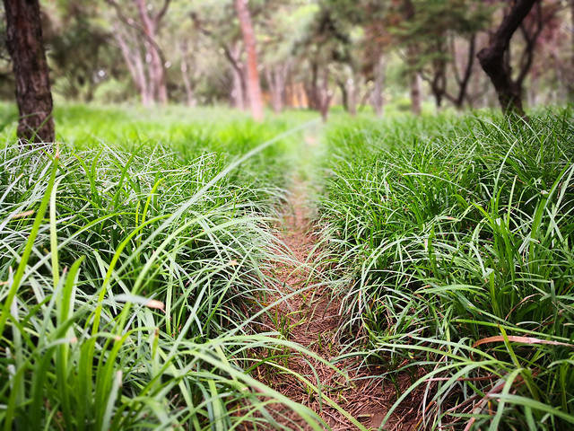 grass-nature-flora-summer-field picture material