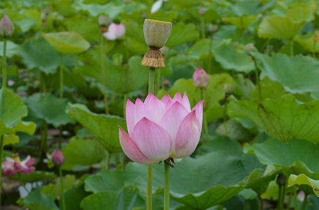 lotus-leaf-flower-flora-nature picture material