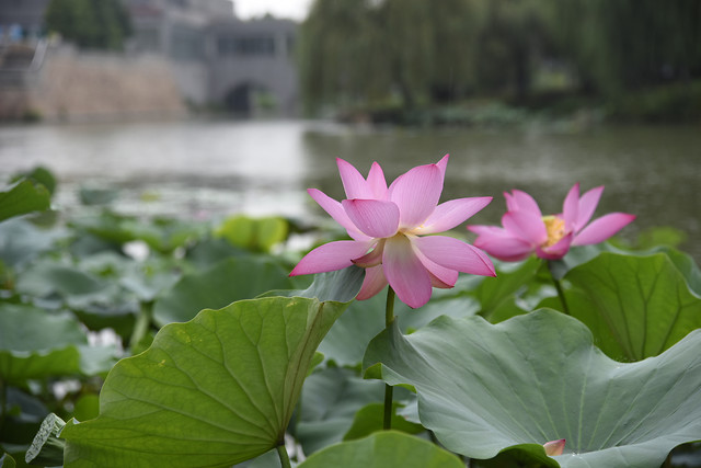 lotus-pool-flower-leaf-nature picture material