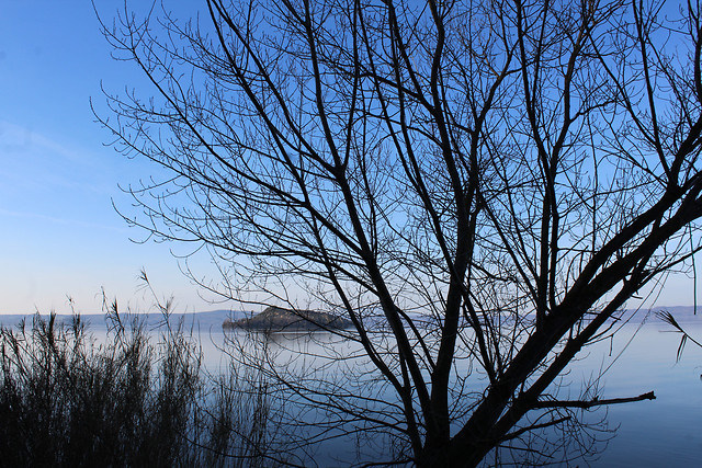 tree-winter-landscape-wood-snow picture material