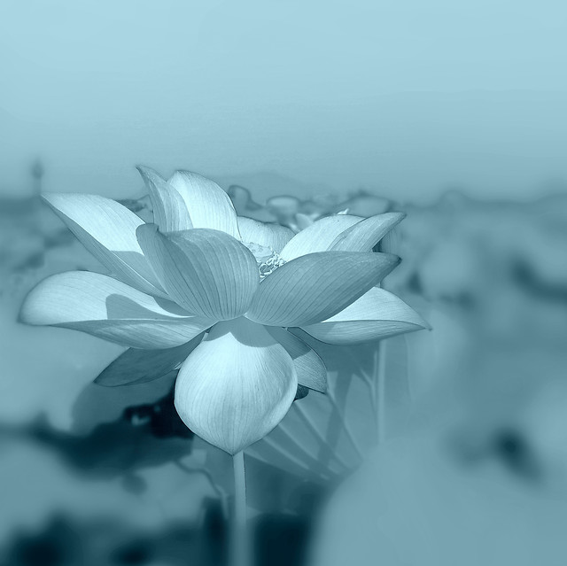 flower-nature-leaf-flora-summer 图片素材