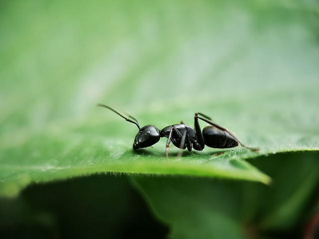 nature-no-person-insect-wildlife-leaf picture material