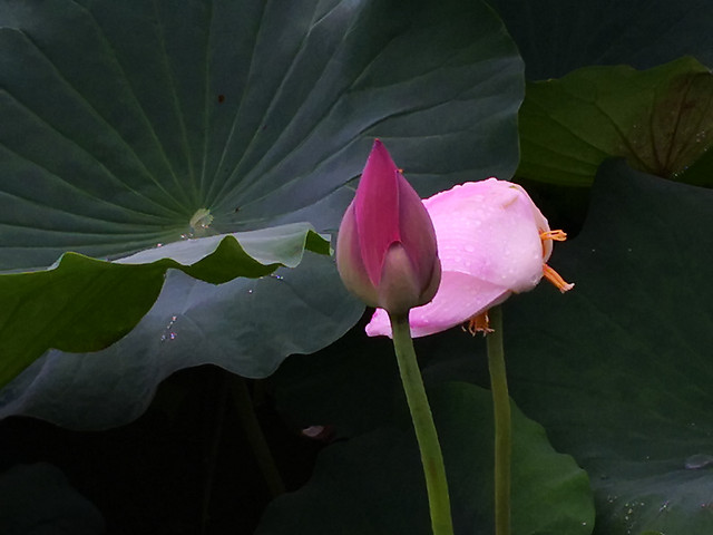 flower-lotus-pool-leaf-lily picture material