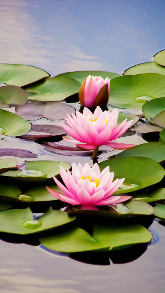 leaf-flower-lotus-tropical-lily picture material
