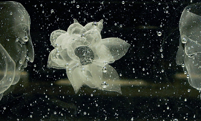 bubble-nature-splash-drop-cold 图片素材