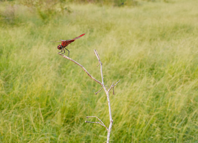 grass-nature-wildlife-field-animal 图片素材