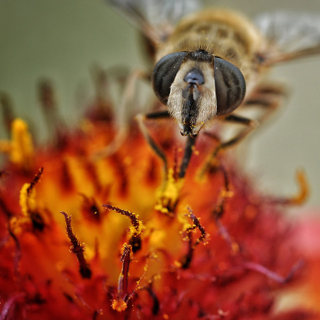 insect-bee-nature-no-person-invertebrate picture material