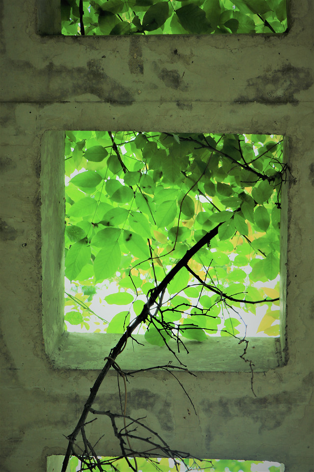 green-desktop-wall-leaf-old picture material