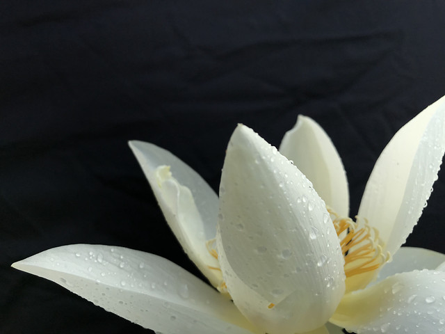 flower-no-person-white-nature-lily 图片素材