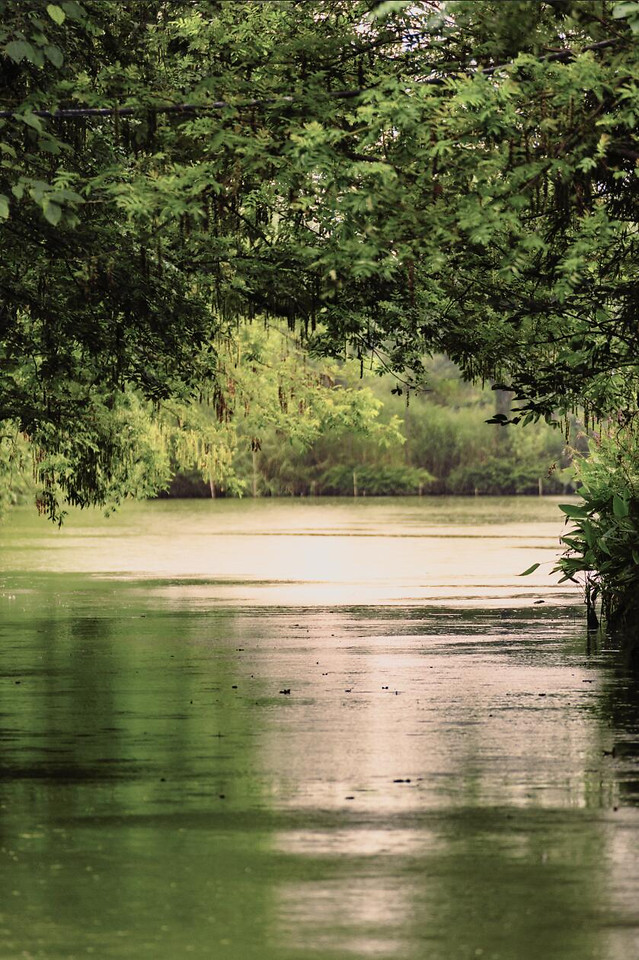 water-nature-tree-no-person-wood 图片素材