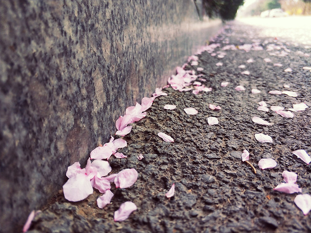 no-person-nature-flower-pink-outdoors 图片素材