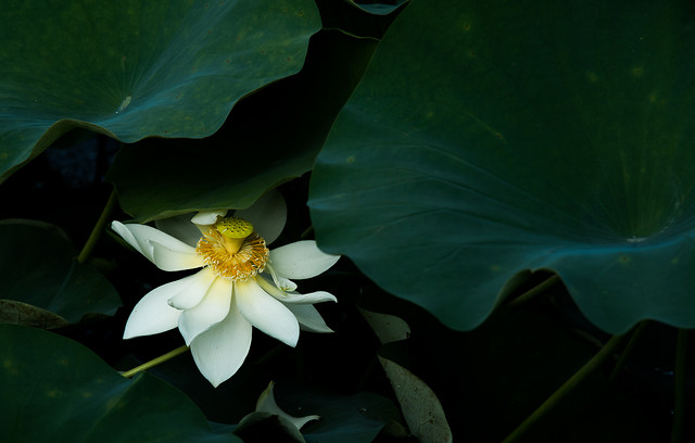 flower-pool-no-person-leaf-lily picture material