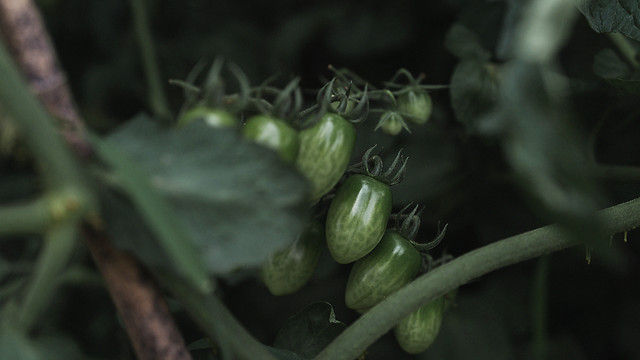 nature-food-leaf-green-garden picture material