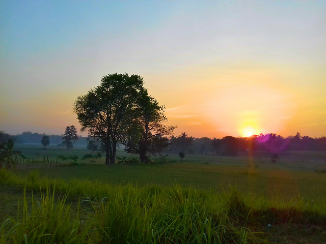 field-sky-tree-dawn-grass picture material