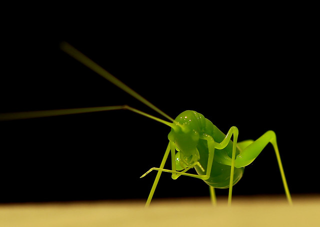 insect-nature-leaf-mantis-no-person picture material