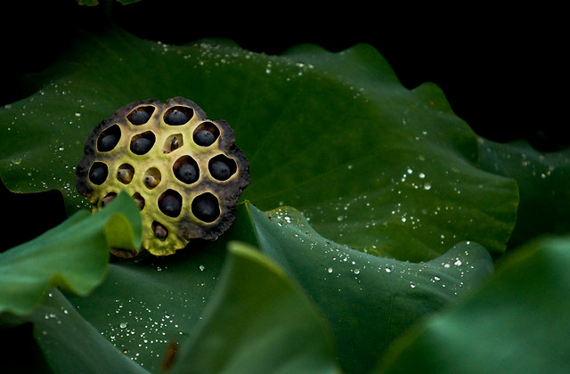 no-person-leaf-nature-water-flora 图片素材