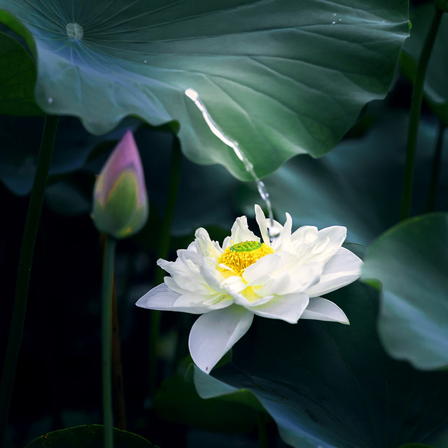 lotus-flower-leaf-lily-pool 图片素材