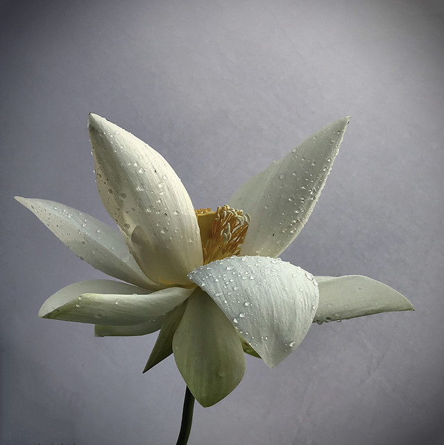 lotus-flower-lily-no-person-pool 图片素材